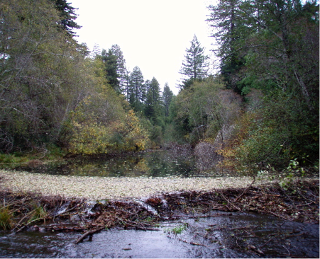 A beaver dam.
